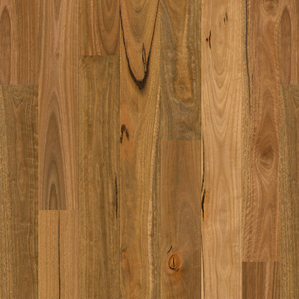 Spotted Gum