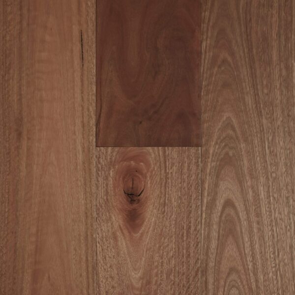 Standard Spotted Gum