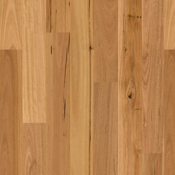 Blackbutt